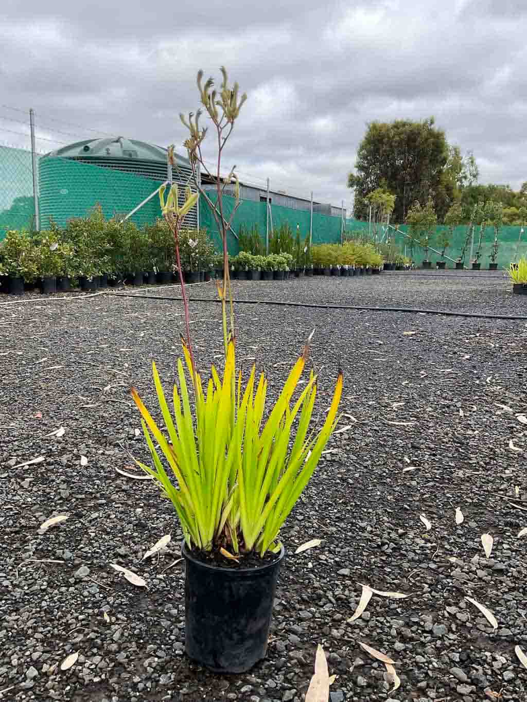 Kangaroo Paw 'Green Form' in a black pot showing bright green strappy foliage with tall flower stems at a nursery