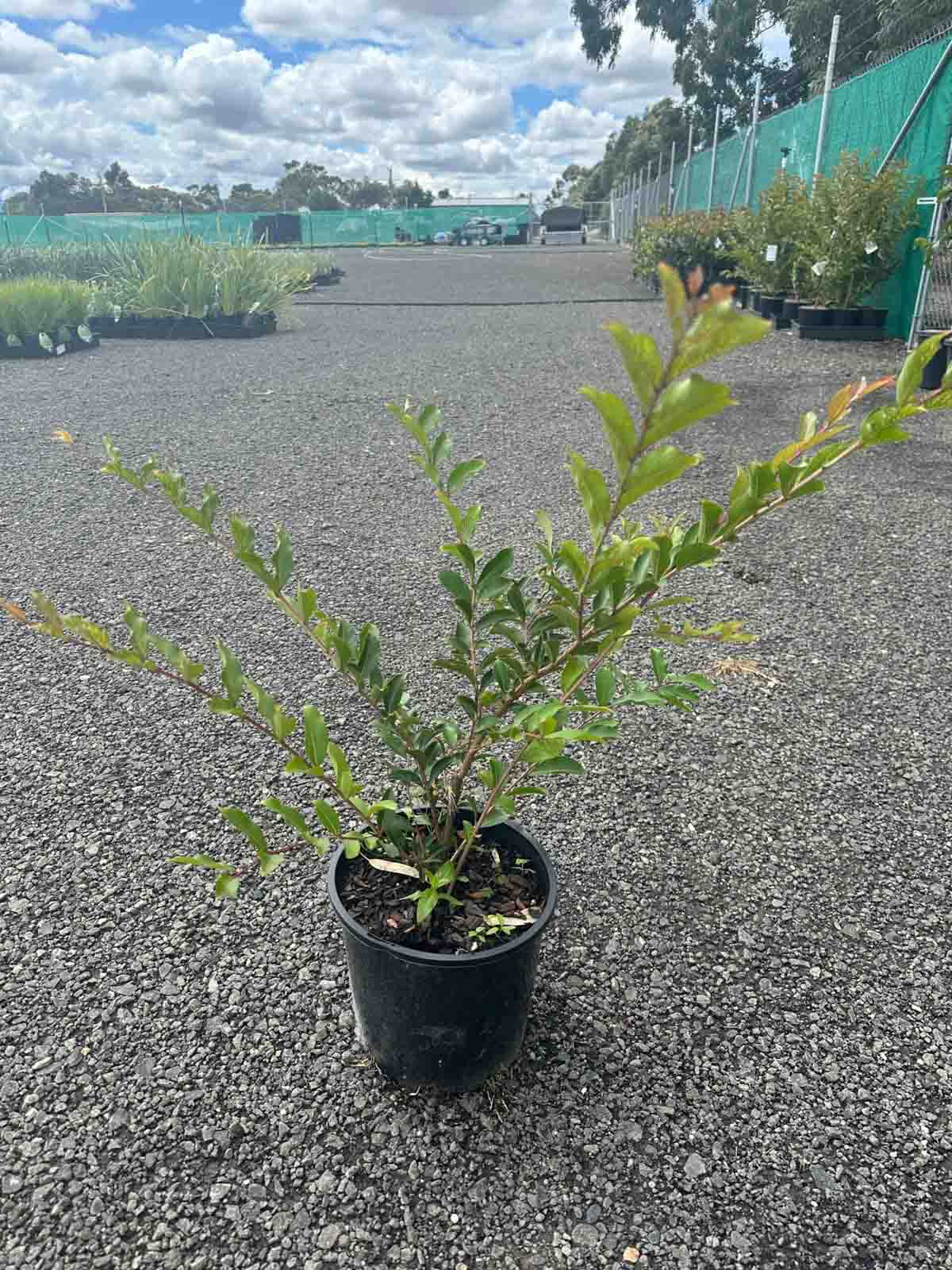 Young Lagerstroemia Tuscarora Crepe Myrtle in black pot showing green deciduous foliage at 20cm height in nursery setting
