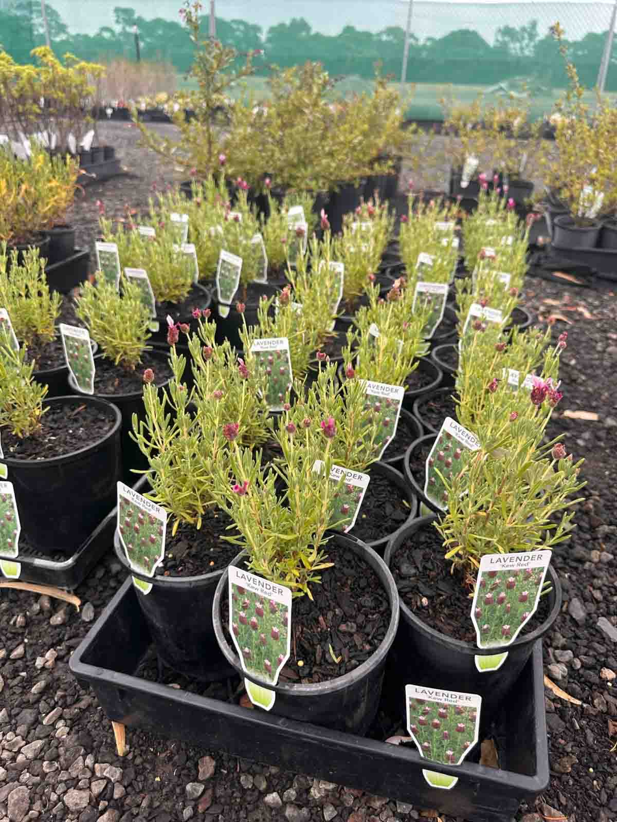 Lavandula stoechas Kew Red lavender plants in black pots showing grey-green foliage and deep crimson flower spikes