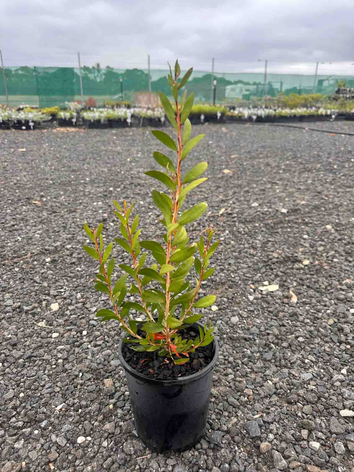 Callistemon pallidus Lemon bottlebrush in a black pot, showing young green foliage with reddish stems at a nursery