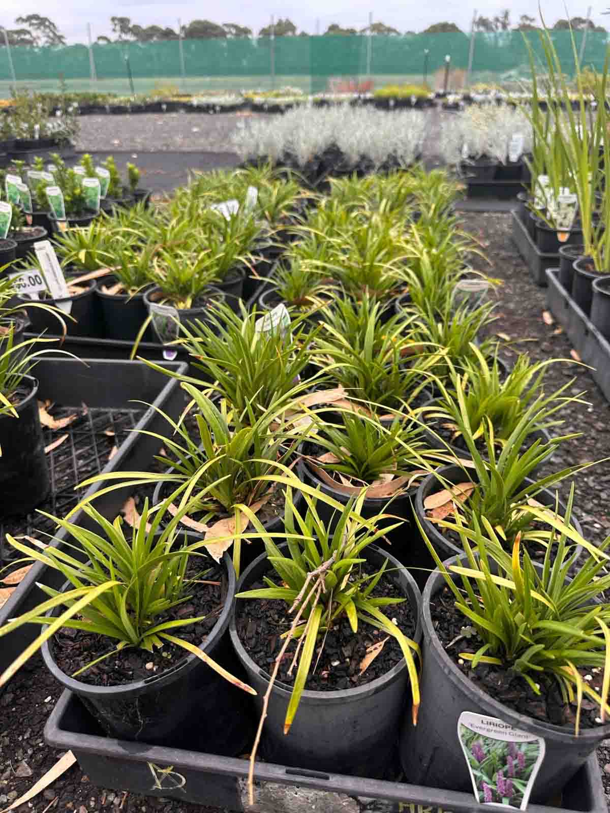 Liriope Evergreen Giant plants in black pots at a nursery, showing strappy green foliage in clumping growth habit