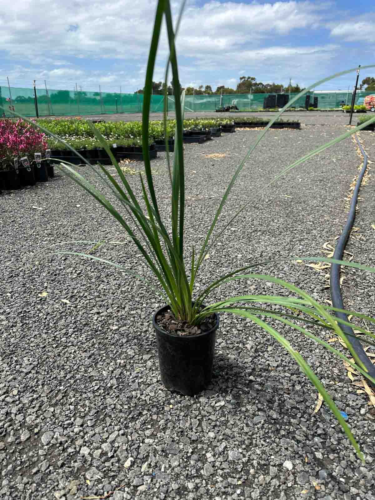 Liriope muscari Royal Purple in a black pot showing long green strappy leaves in a nursery setting