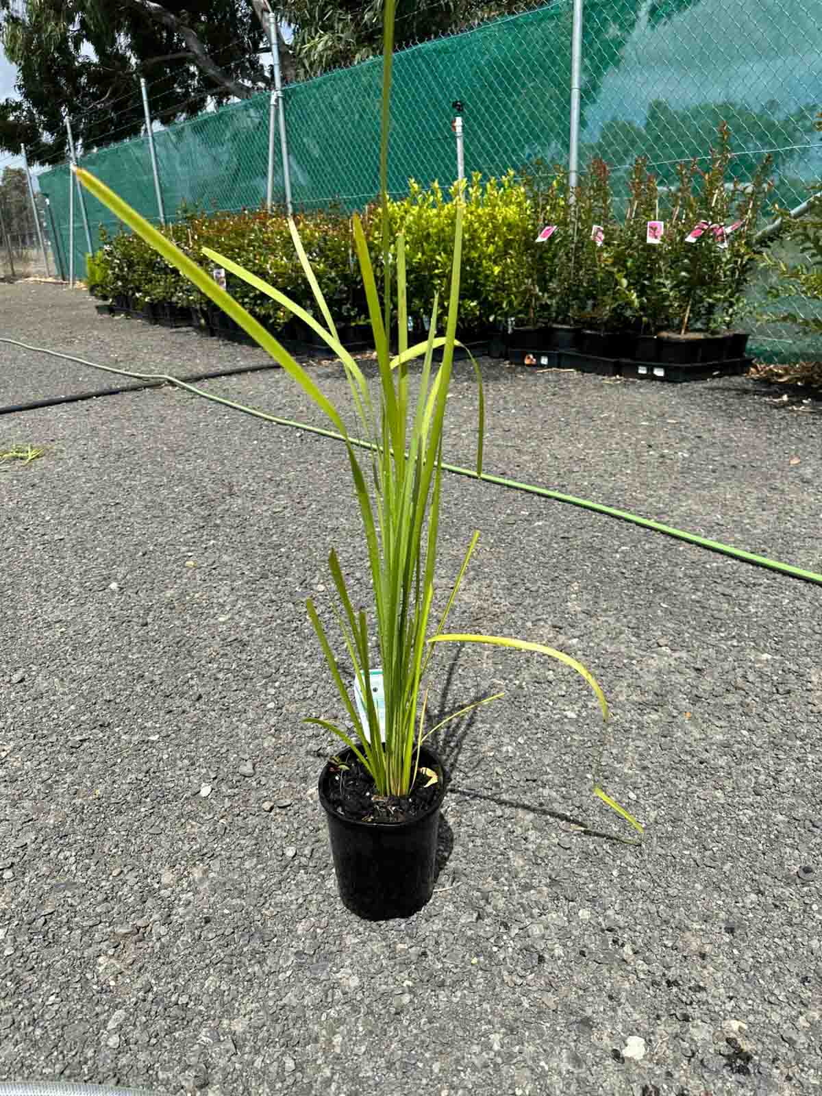 Lomandra longifolia in a black pot showing long arching green strap-like leaves, positioned on gravel at a nursery