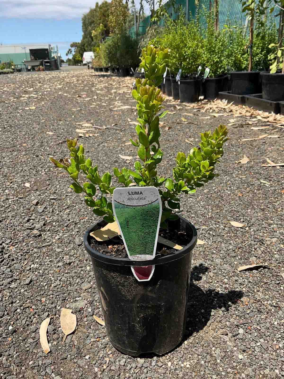Luma apiculata Chilean Myrtle in a 140mm pot showing young green foliage growth in a nursery setting