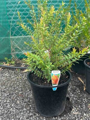 Melaleuca hypericifolia Hillock Bush in a black pot showing bright green foliage and small leaves at nursery