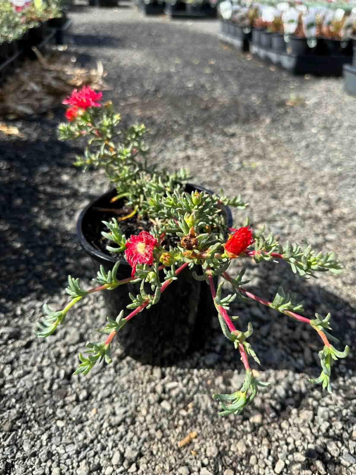 Red Pig Face in a black pot showing succulent green foliage with bright red daisy-like flowers in bloom