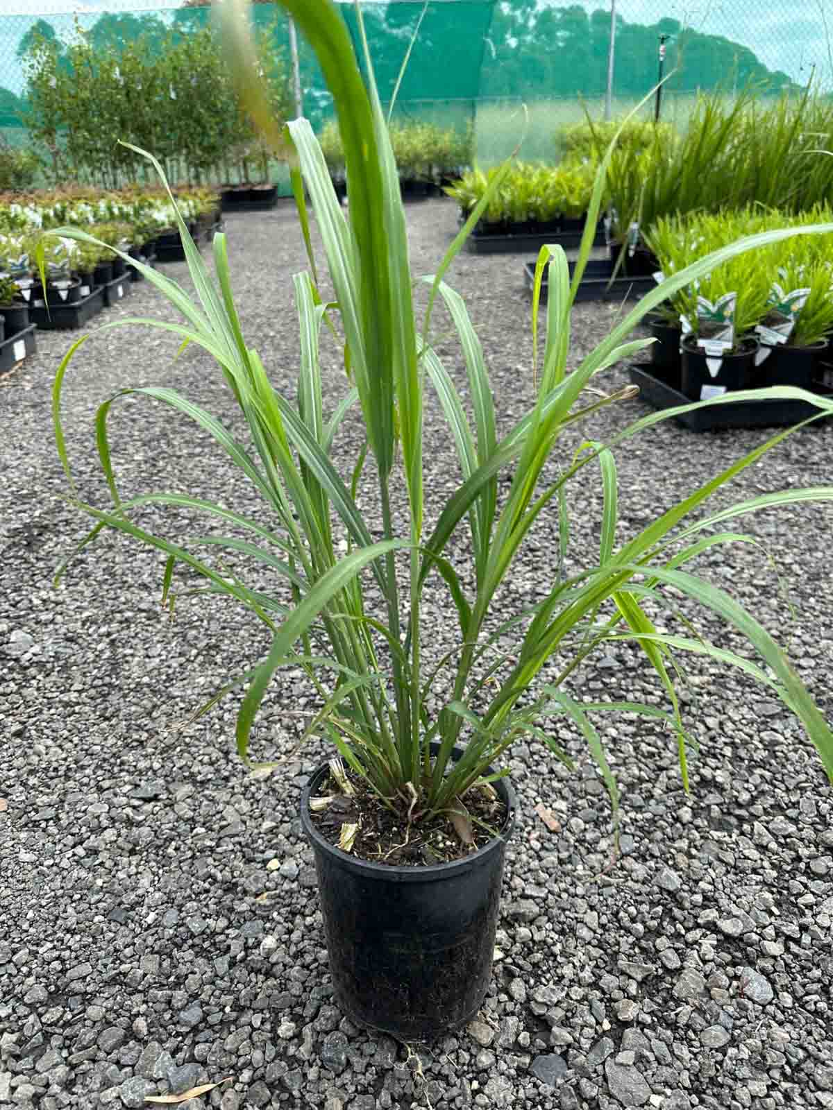 Miscanthus sinensis Japanese Silver Grass in a black pot showing long arching green and white striped leaves in a nursery setting