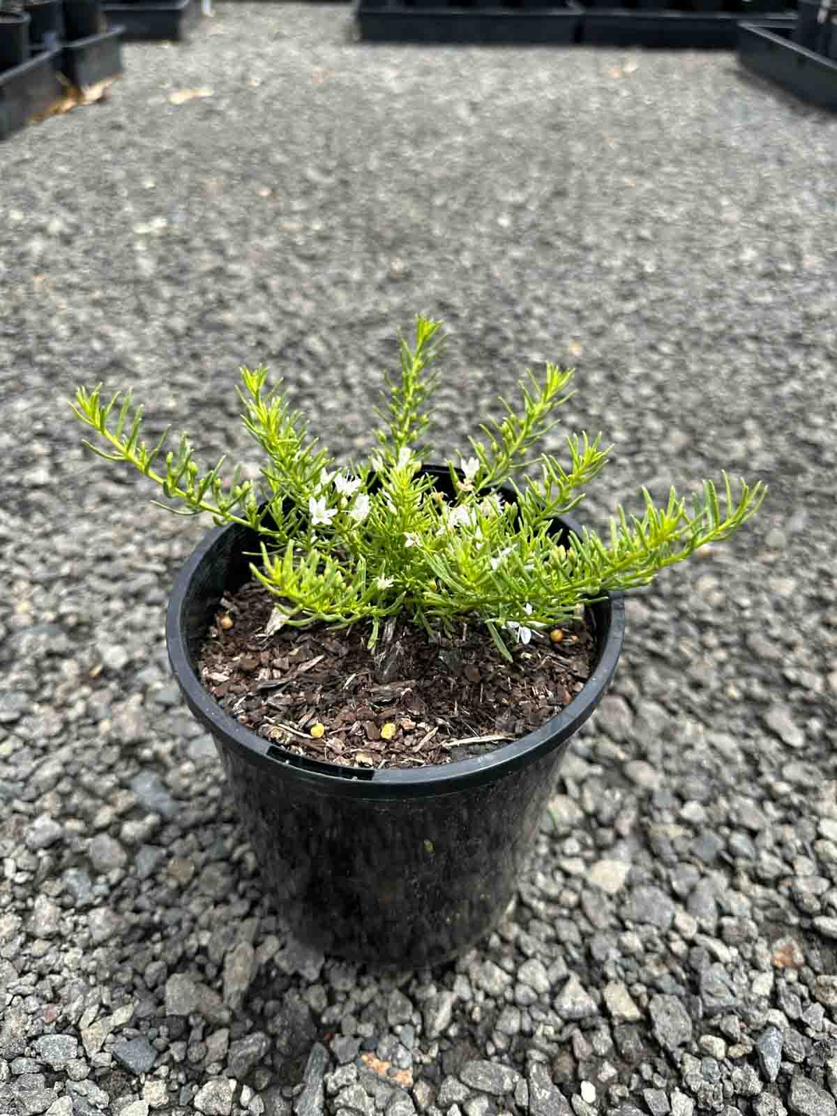 Myoporum parvifolium Fine Leaf in a black pot showing dense fine green foliage and small white flowers