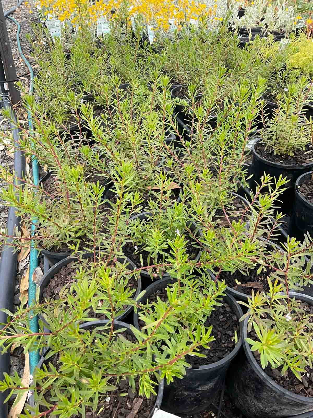 Myoporum parvifolium 'Pink' plants in black pots showing dense green foliage and low spreading growth habit