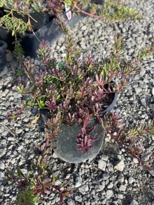 Myoporum parvifolium 'Purpurea' in a black pot showing dense purple-tinged foliage and prostrate growth habit