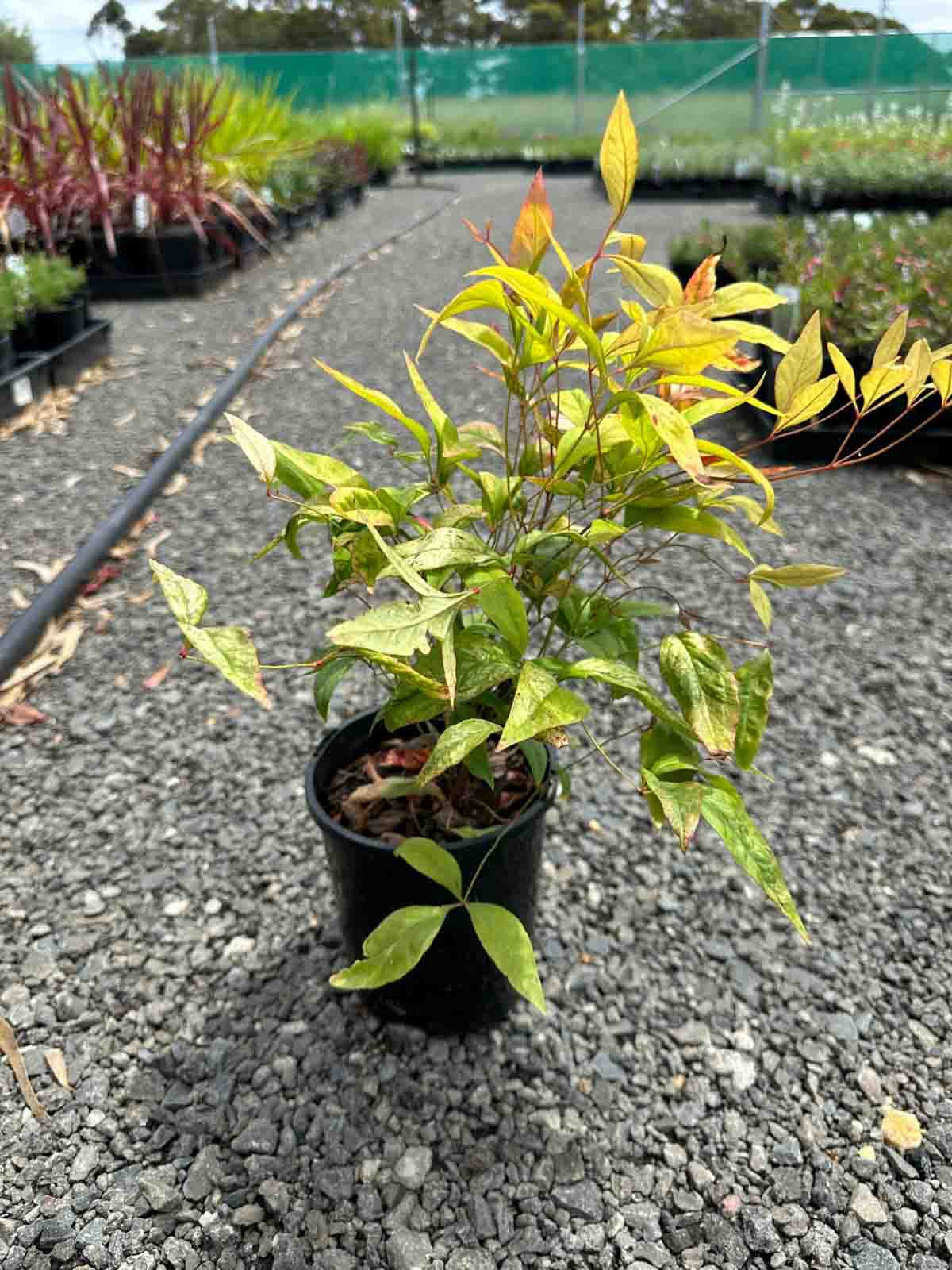 Nandina domestica 'Nana' in a black pot showing green and golden-yellow foliage at a nursery