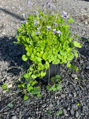 Native Violet (Viola hederacea) in a pot showing purple flowers and round green leaves, growing through asphalt pavement
