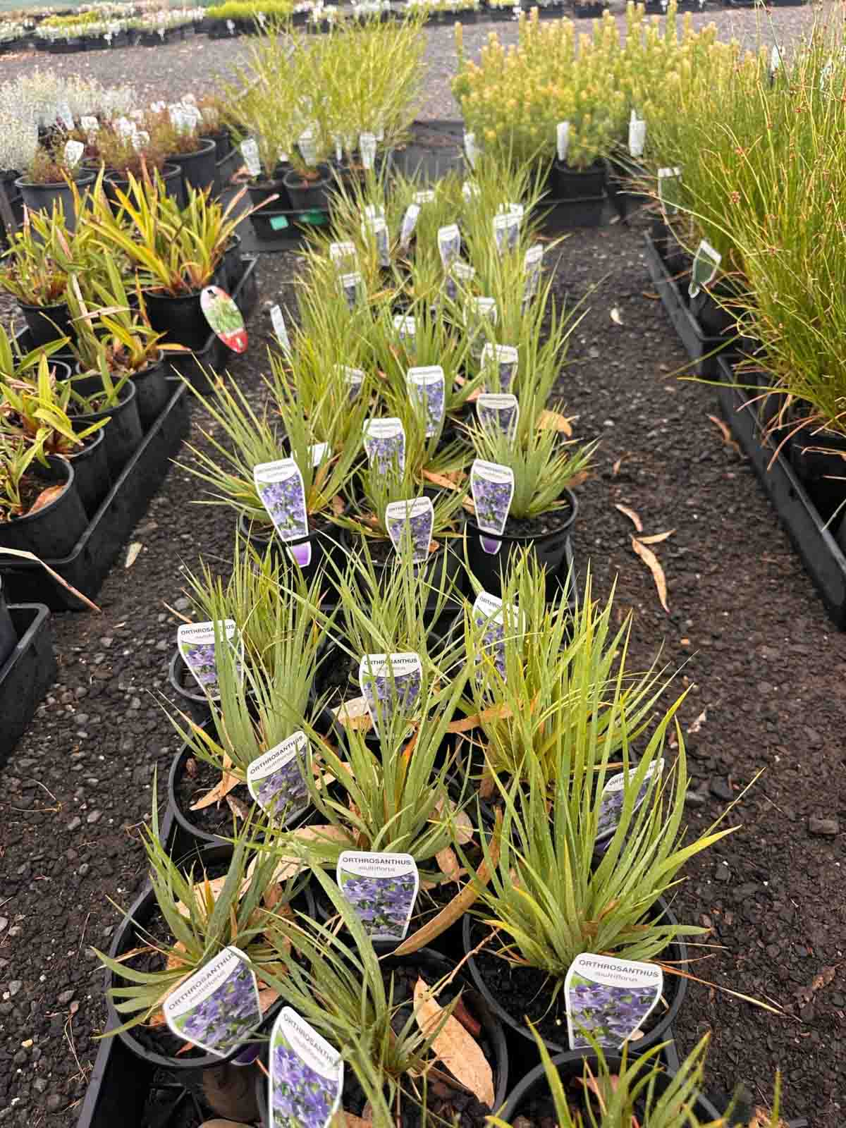 Orthrosanthus multiflorus Morning Iris plants in black pots at a nursery, showing green strappy foliage in young plants
