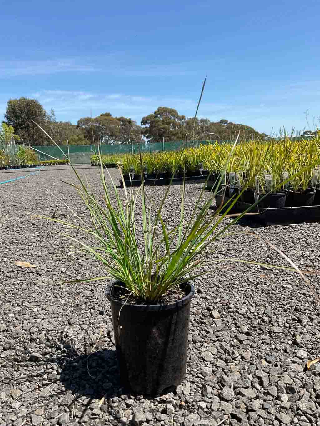 Pennisetum alopecuroides Swamp Foxtail Grass in black pot at nursery, showing clump of narrow arching green leaves