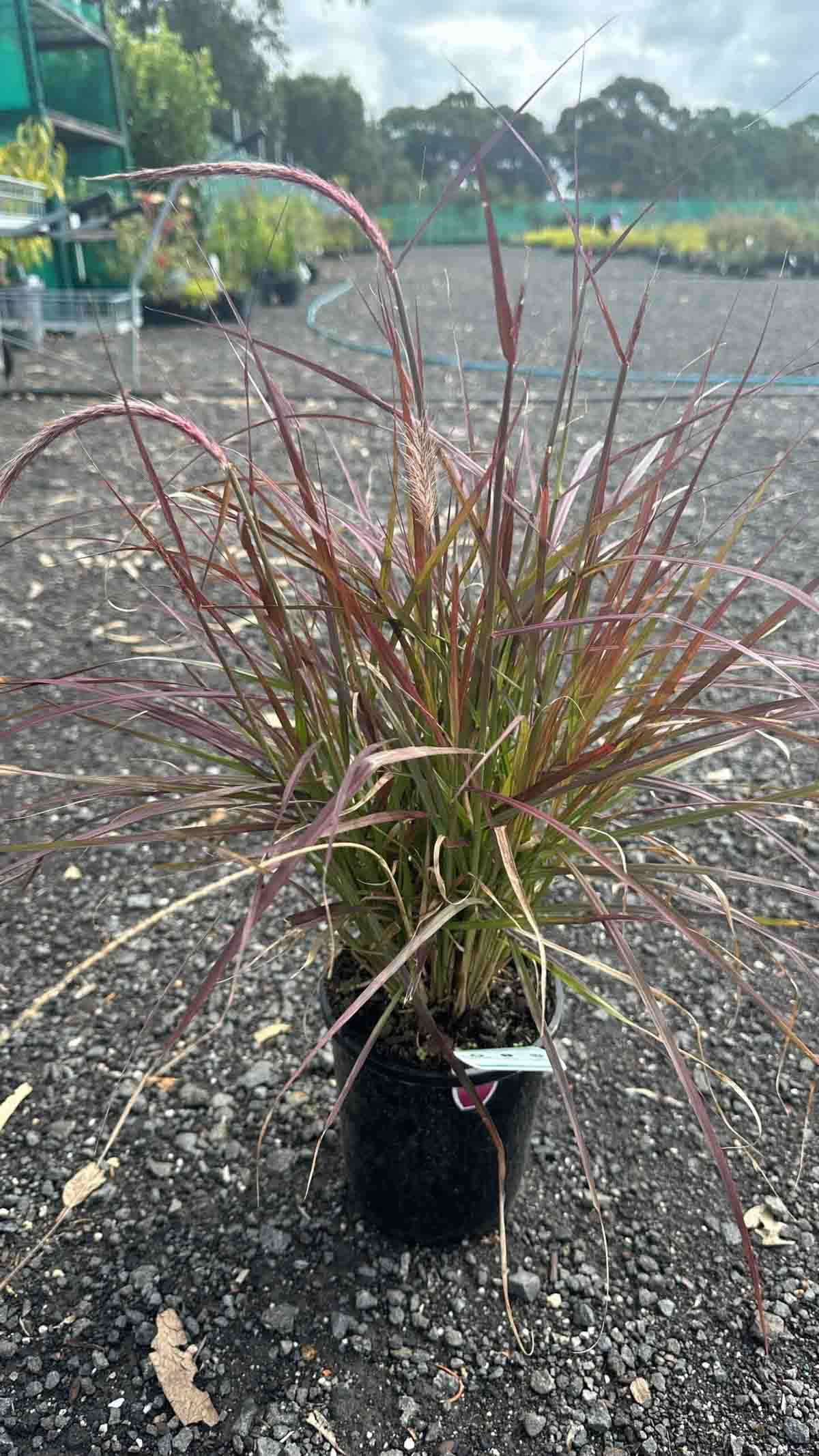 Pennisetum setaceum Rubra Red Fountain Grass in black pot showing burgundy-red arching foliage at nursery