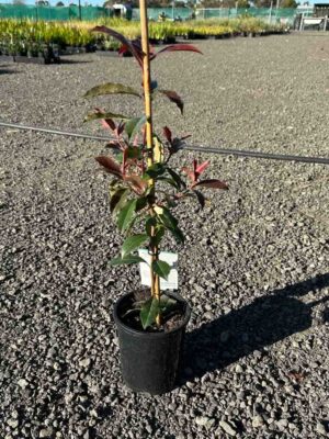 Photinia glabra Wonder Hedge in a black pot with bamboo stake, showing reddish new growth and green leaves at nursery