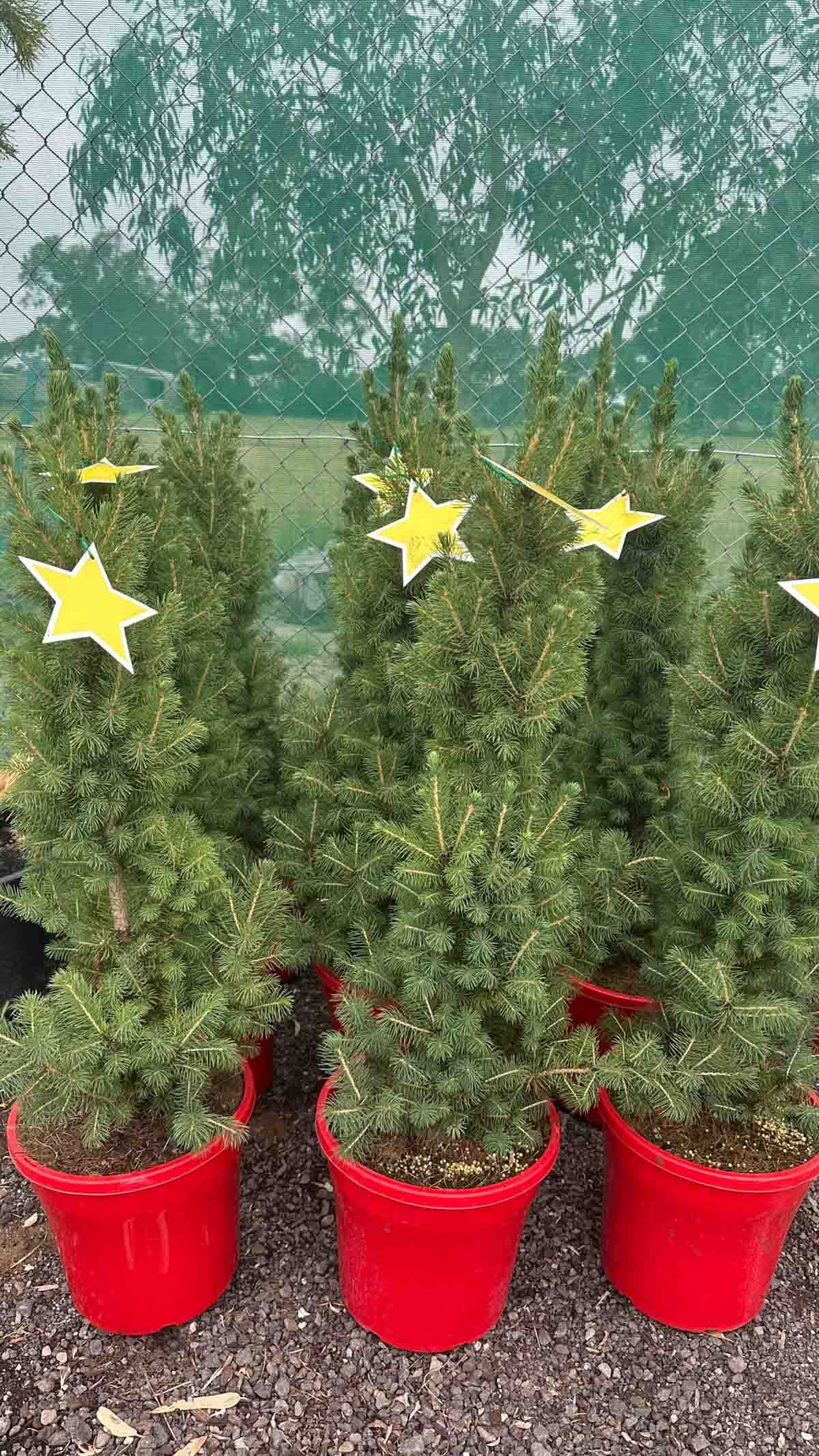 Picea glauca Christmas Superstar saplings in red pots with yellow star tags, showing dense conical evergreen foliage