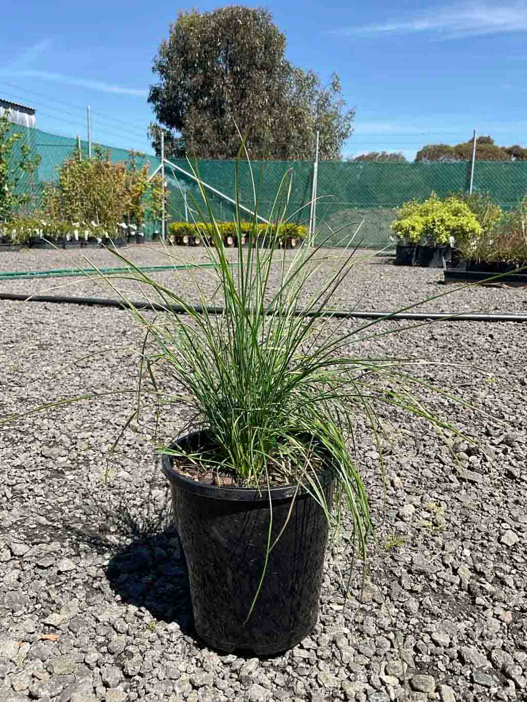 Poa labillardieri Common Tussock in a black pot showing dense tufts of fine blue-green grass leaves at a nursery