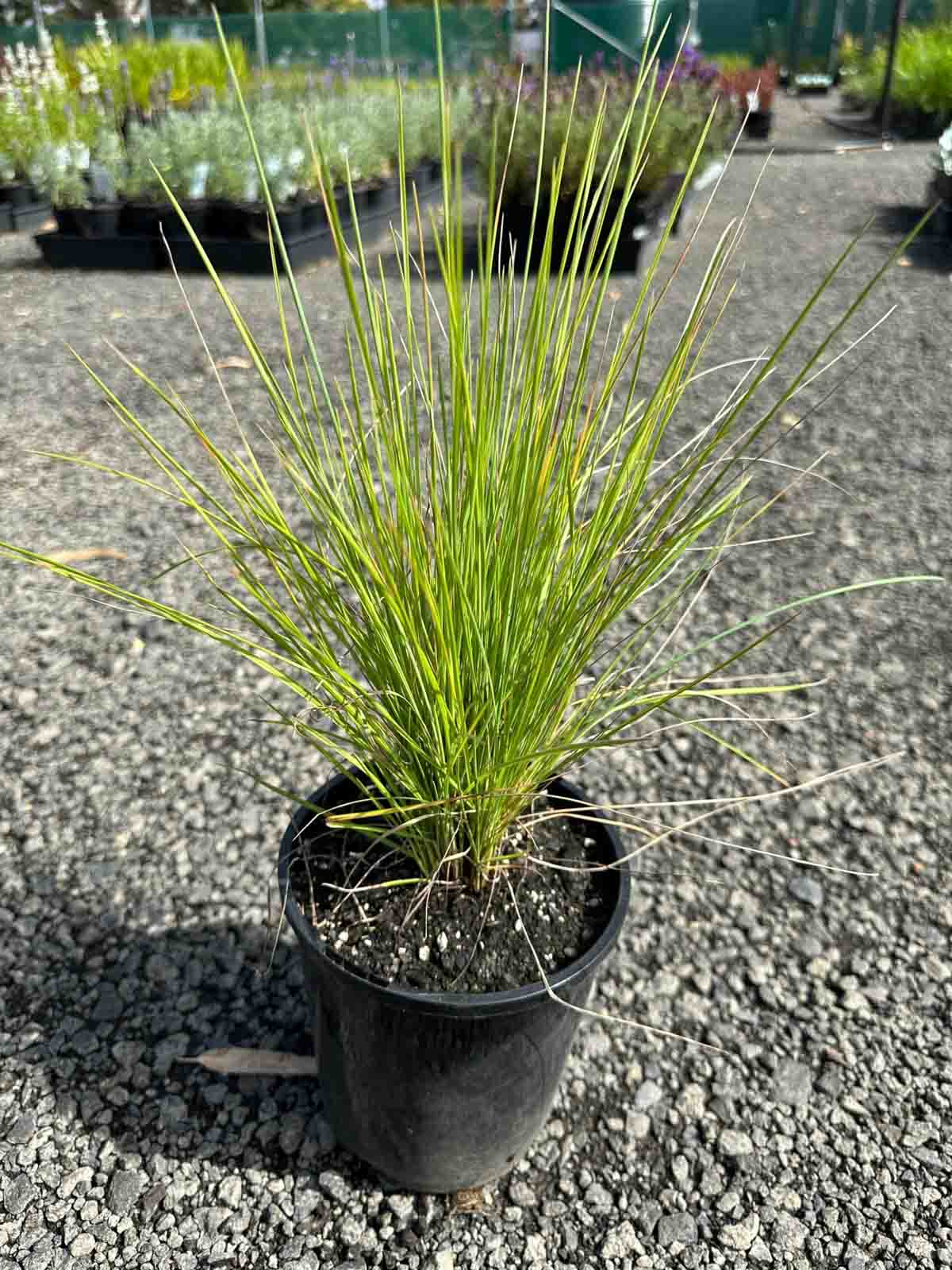 Poa poiformis Coastal Tussock in a black pot showing fine green grass-like foliage in a tufting growth habit