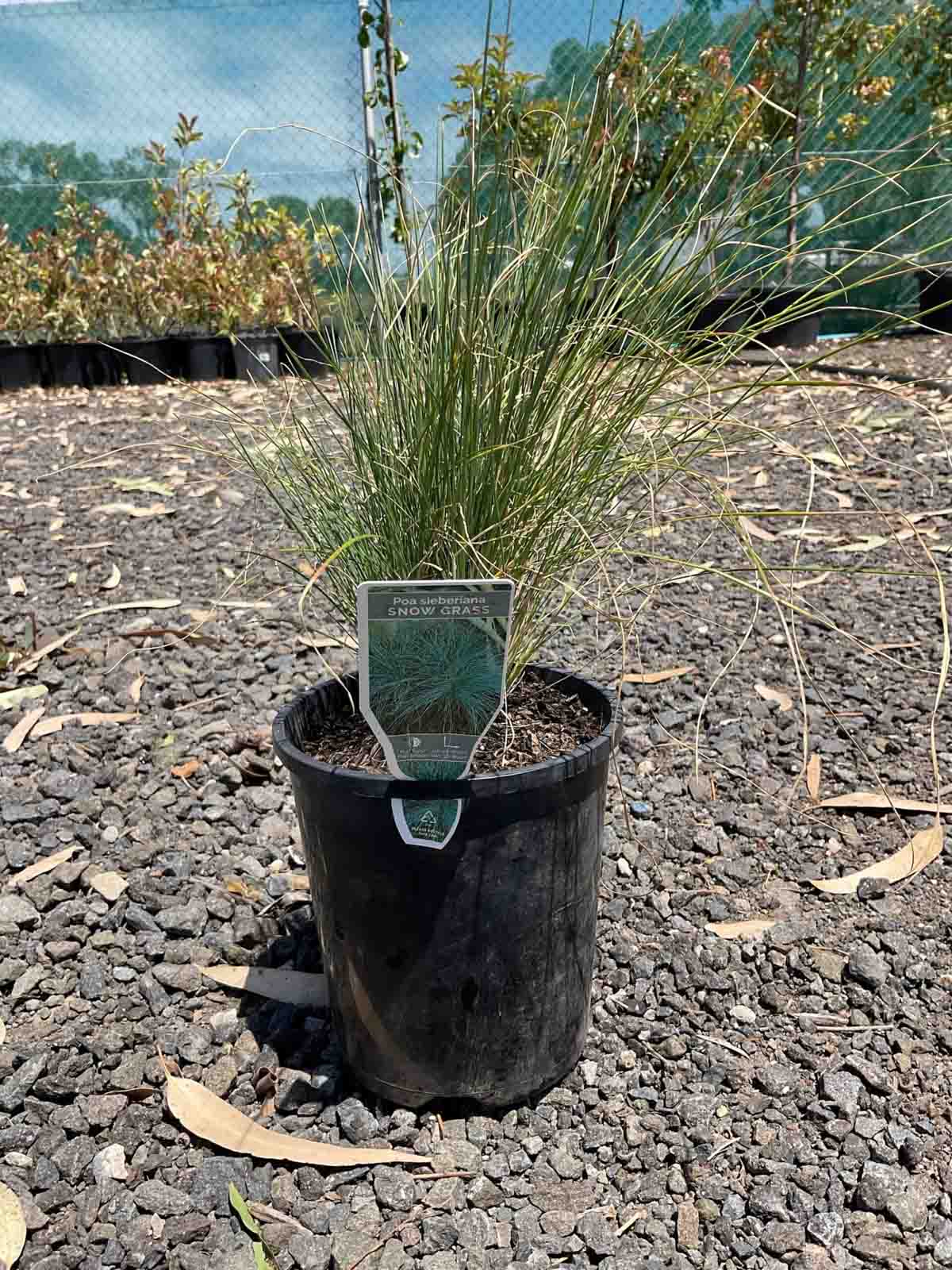 Poa sieberiana Snow Grass in a black pot showing fine grey-green tussock foliage in a nursery setting