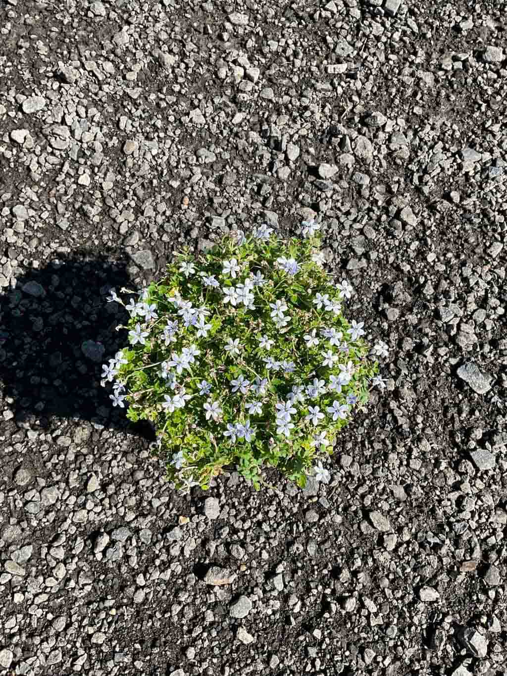 Pratia Blue groundcover plant with small blue star-shaped flowers growing through cracks in asphalt pavement