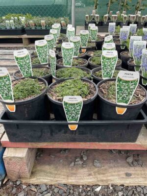 Pratia pedunculata in black nursery pots showing young green foliage and plant labels in a wholesale nursery setting