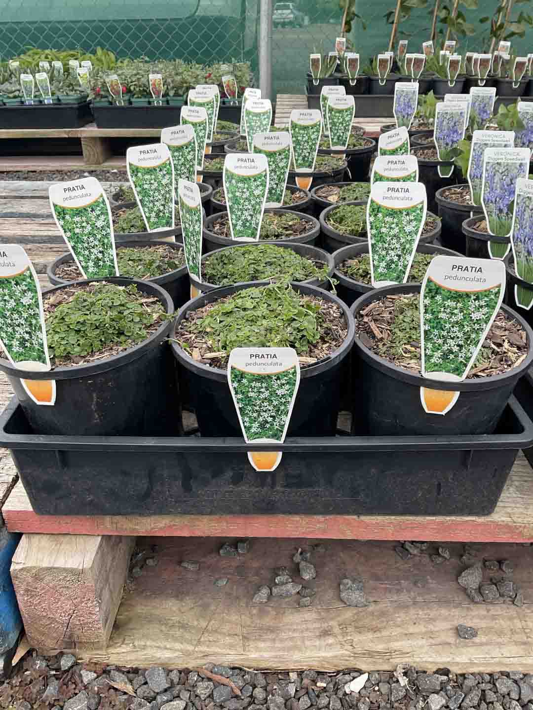 Pratia pedunculata in black nursery pots showing young green foliage and plant labels in a wholesale nursery setting