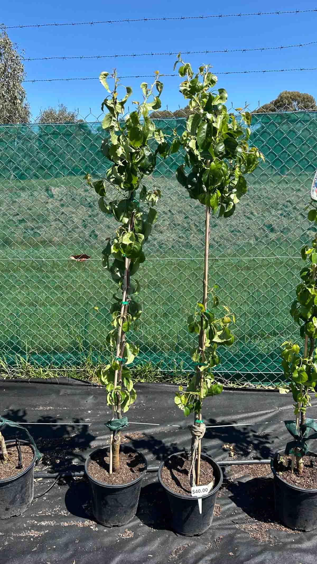Young Pyrus calleryana Capital ornamental pear trees in black nursery pots with support stakes, showing green deciduous foliage