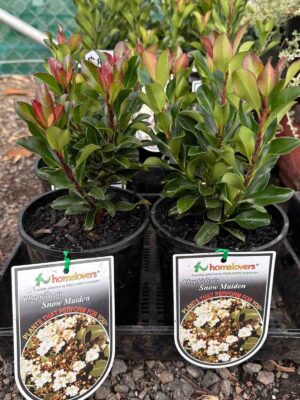 Rhaphiolepis Snow Maiden plants in black nursery pots showing compact evergreen shrubs with glossy green and reddish new growth