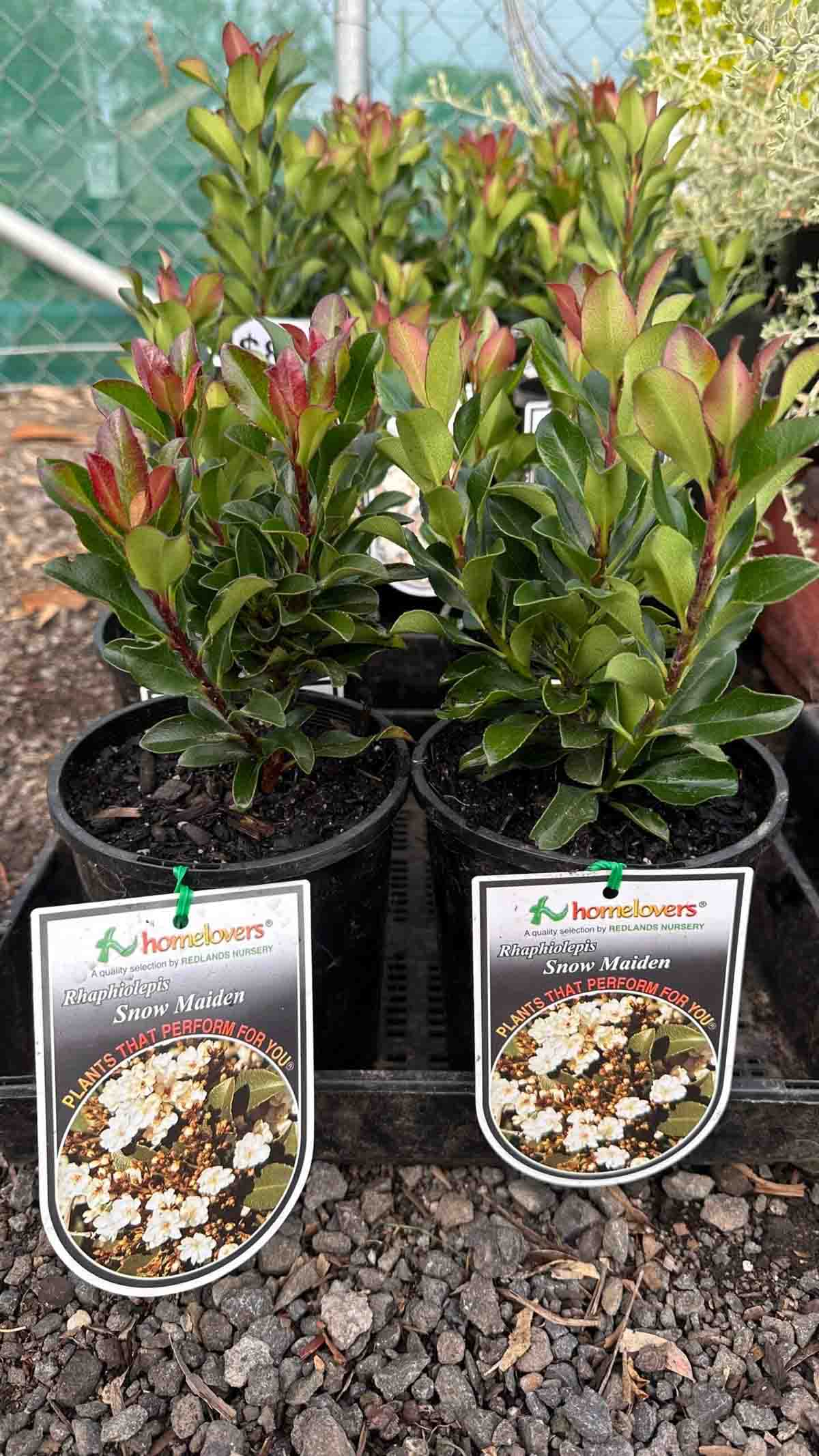 Rhaphiolepis Snow Maiden plants in black nursery pots showing compact evergreen shrubs with glossy green and reddish new growth