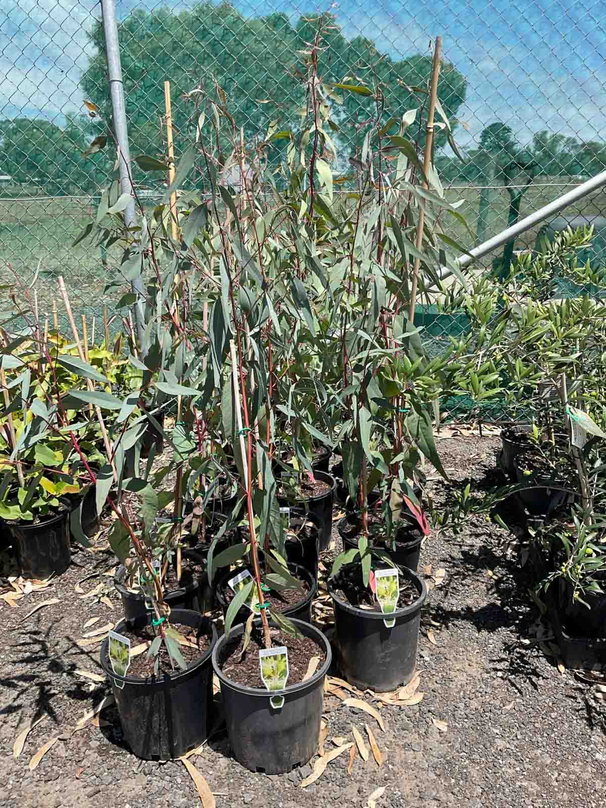 River red gum Eucalyptus camaldulensis seedlings in 300mm black pots showing young eucalyptus foliage and red stems