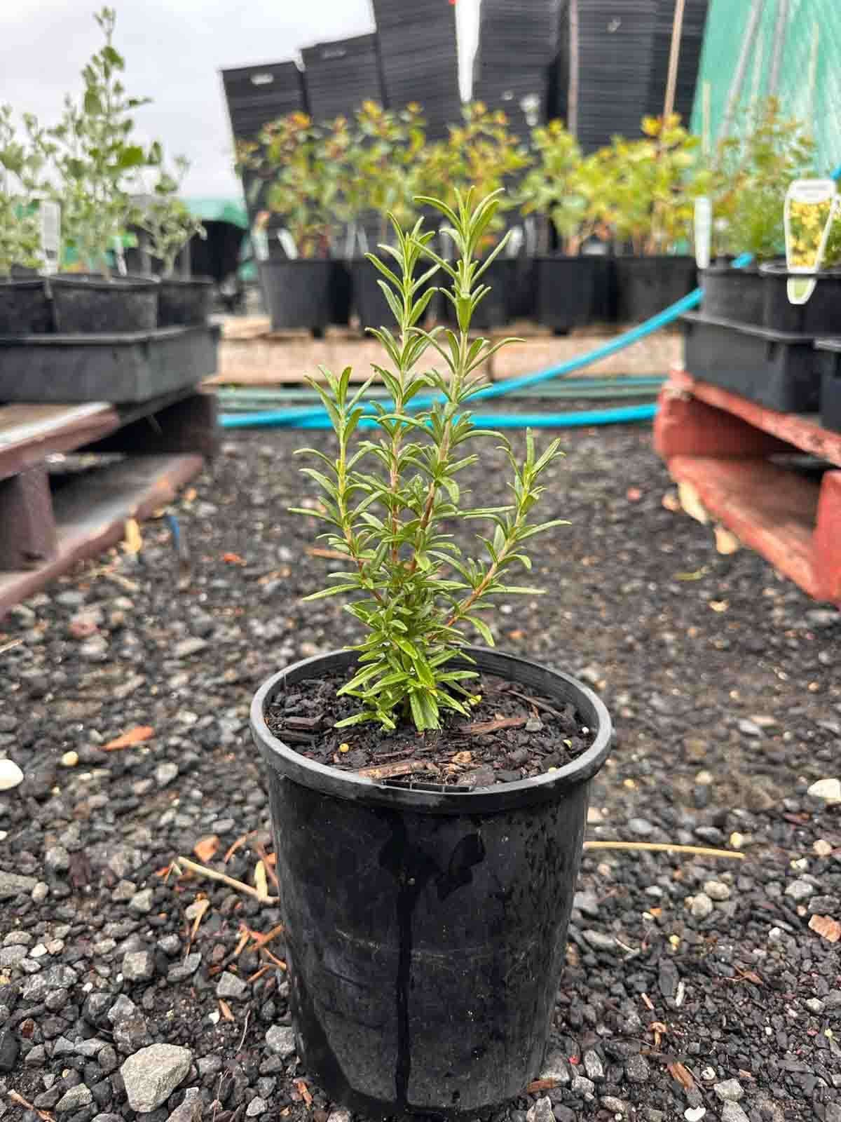 Young Rosemary blue lagoon plant in black pot showing upright stems with needle-like aromatic foliage