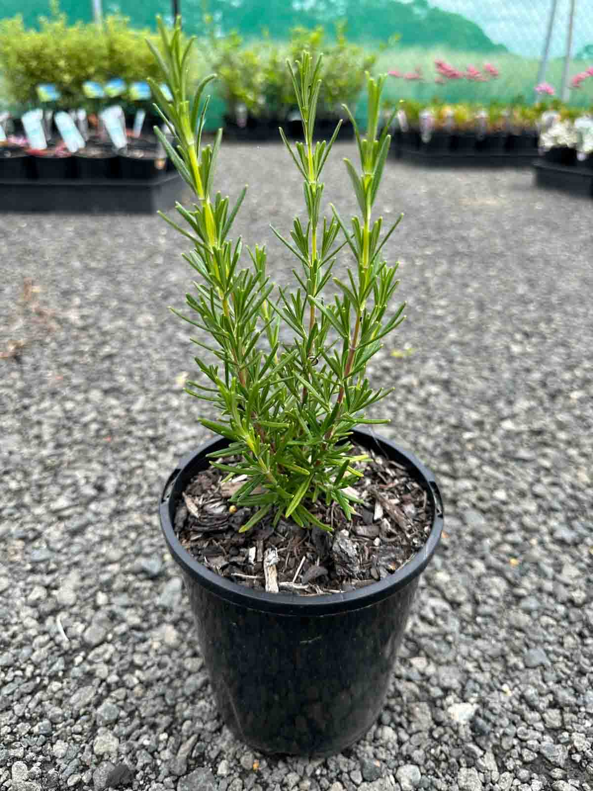 Young Rosemary 'Pink' plant in black pot showing needle-like green foliage and woody stems at nursery