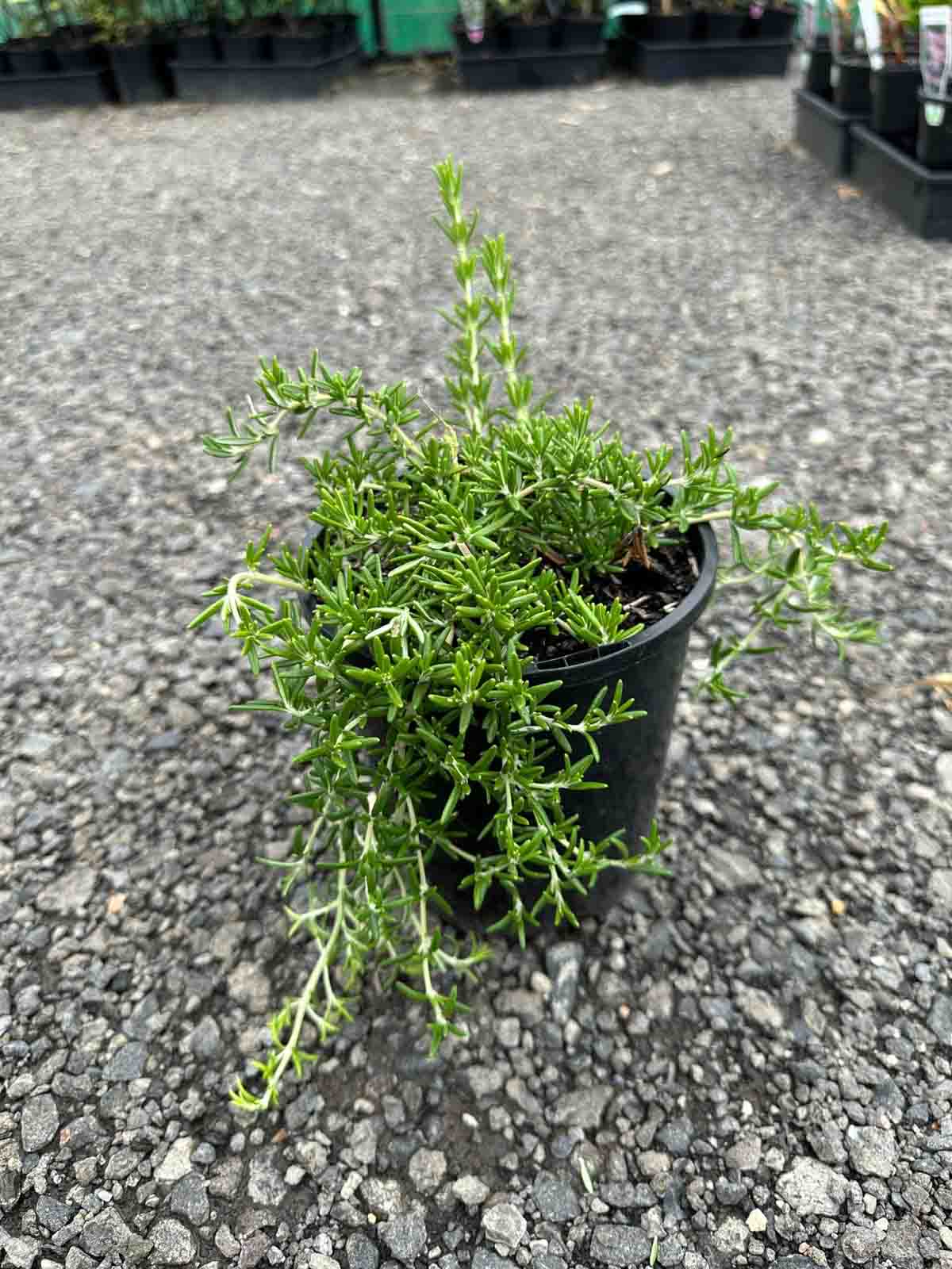 Rosemary 'Prostrate' in a black pot showing aromatic needle-like green foliage with low spreading growth habit