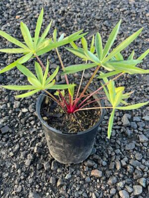 Russell Lupin seedling in a small black pot showing bright green palmate leaves and reddish stems