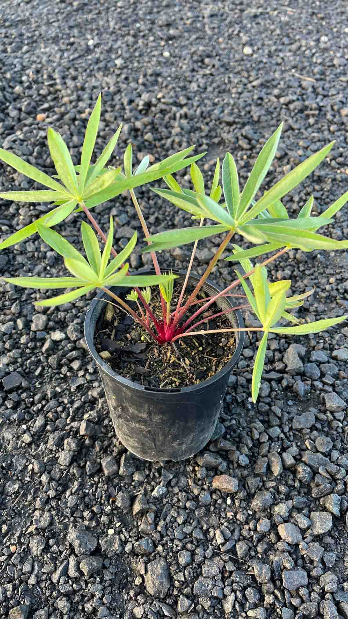 Russell Lupin seedling in a small black pot showing bright green palmate leaves and reddish stems