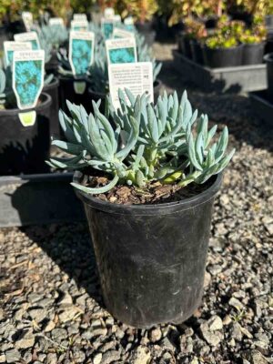 Senecio serpens Dwarf Chalksticks in a black pot showing dense clusters of silvery-blue cylindrical foliage