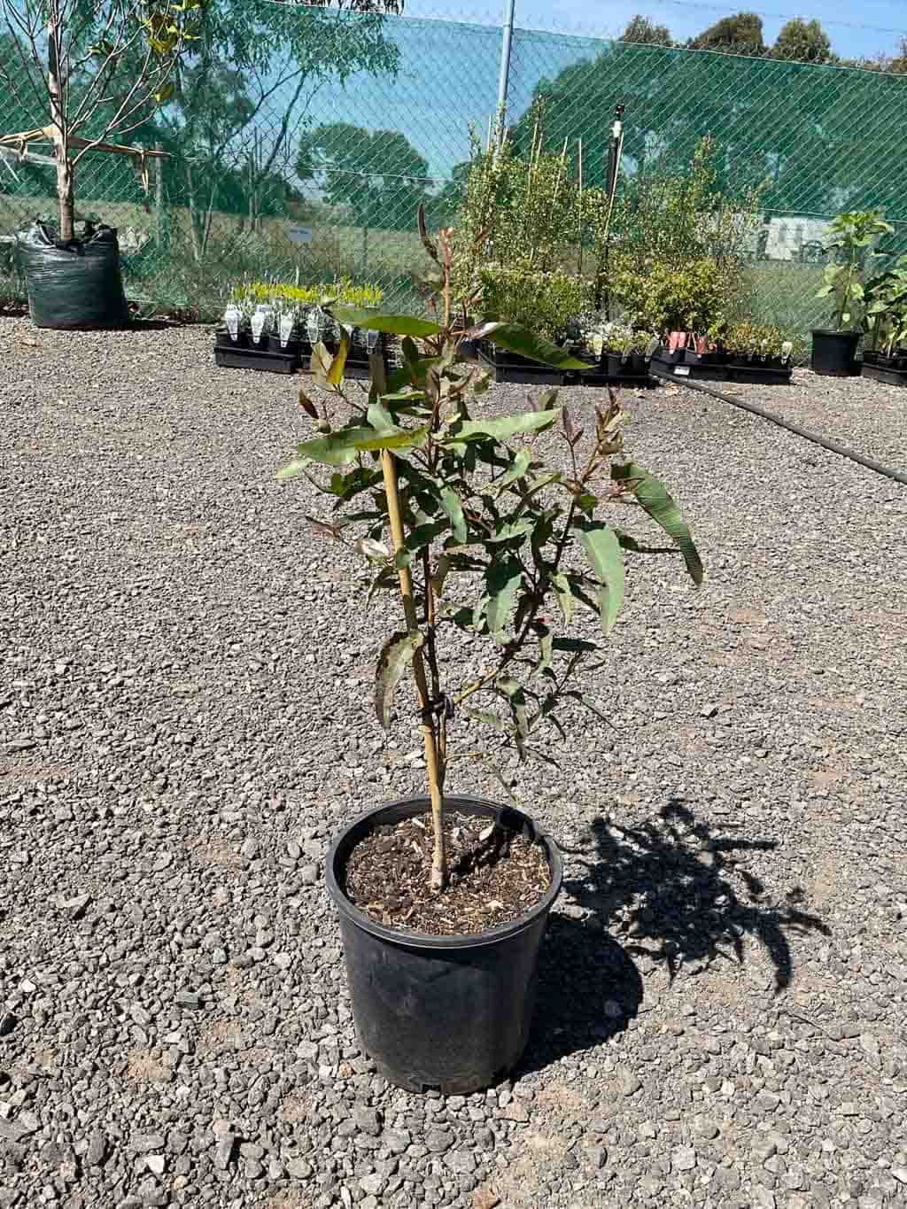 Young Spotted Gum (Corymbia maculata) sapling in a black pot at a nursery, showing characteristic eucalyptus leaves
