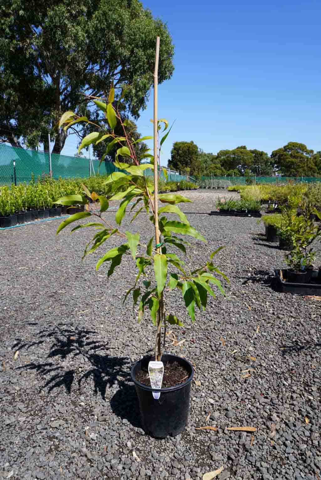 Young Spotted Gum (Corymbia maculata) sapling in black pot at nursery, showing narrow form with green leaves