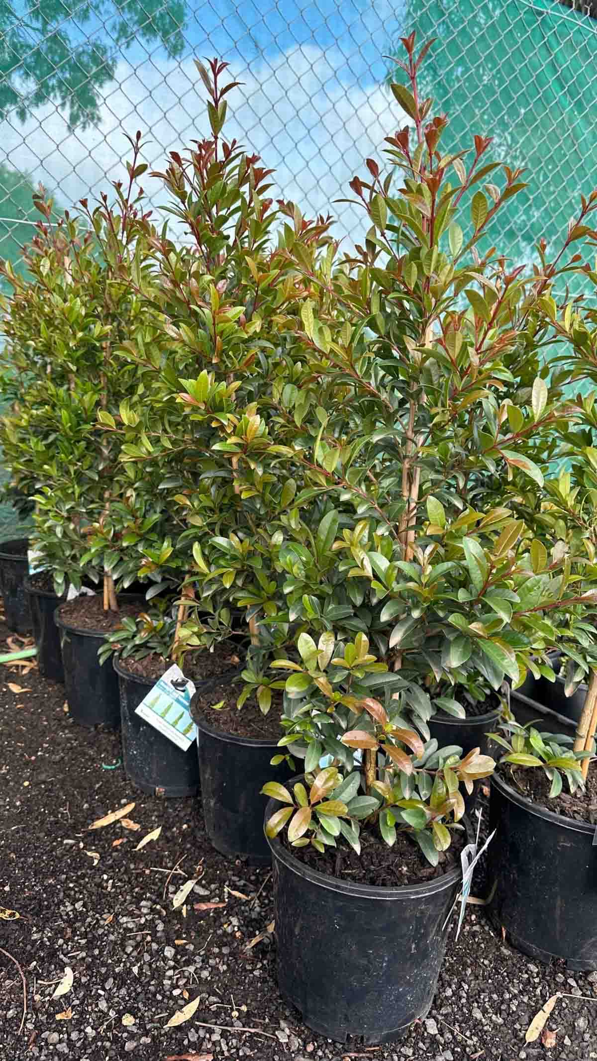 Syzygium australe Straight And Narrow plants in black pots showing dense green foliage with reddish new growth