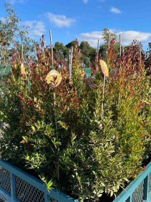 Syzygium australe Winter Lights in nursery pots showing bright red new growth foliage and green mature leaves