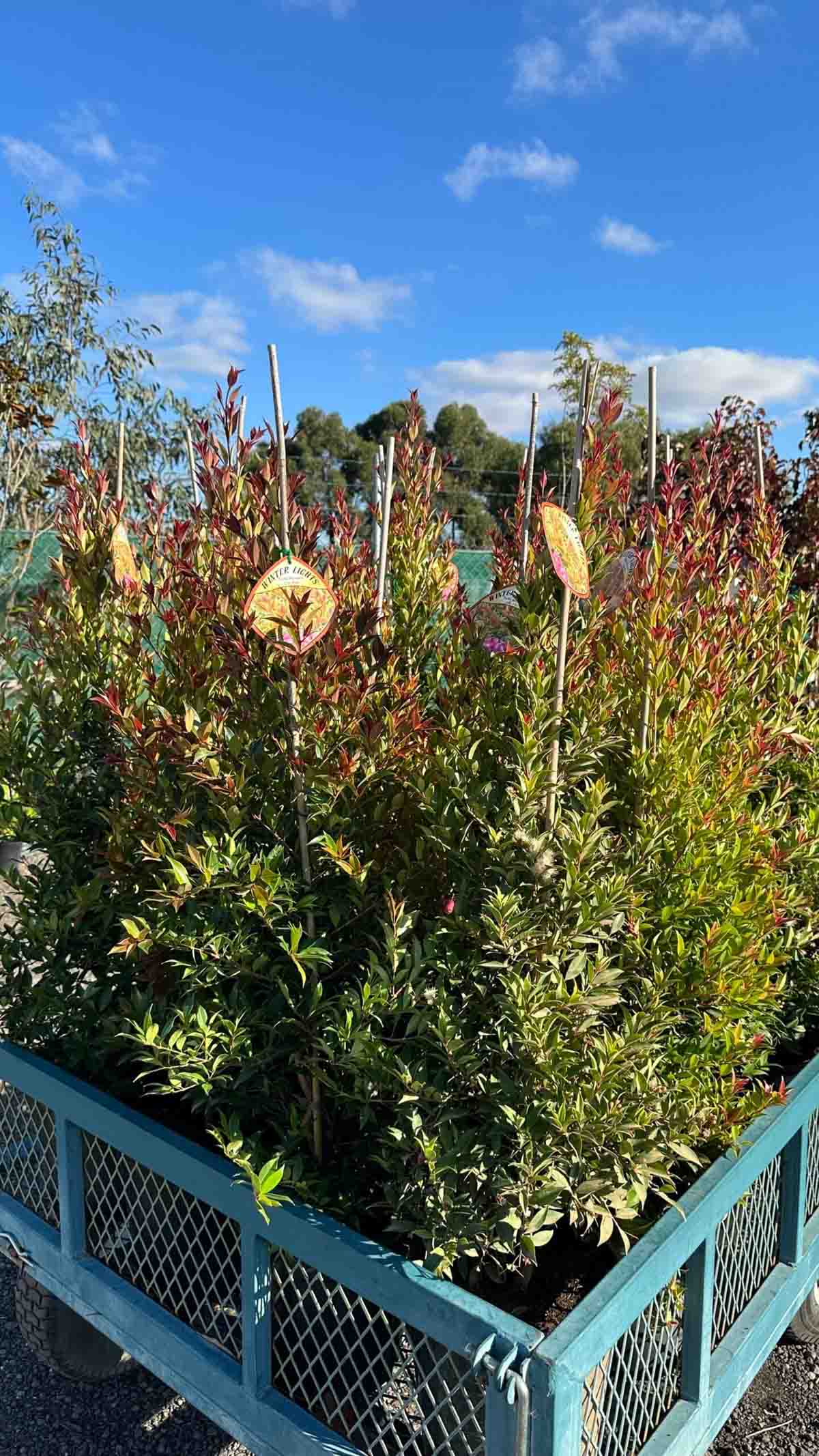 Syzygium australe Winter Lights in nursery pots showing bright red new growth foliage and green mature leaves