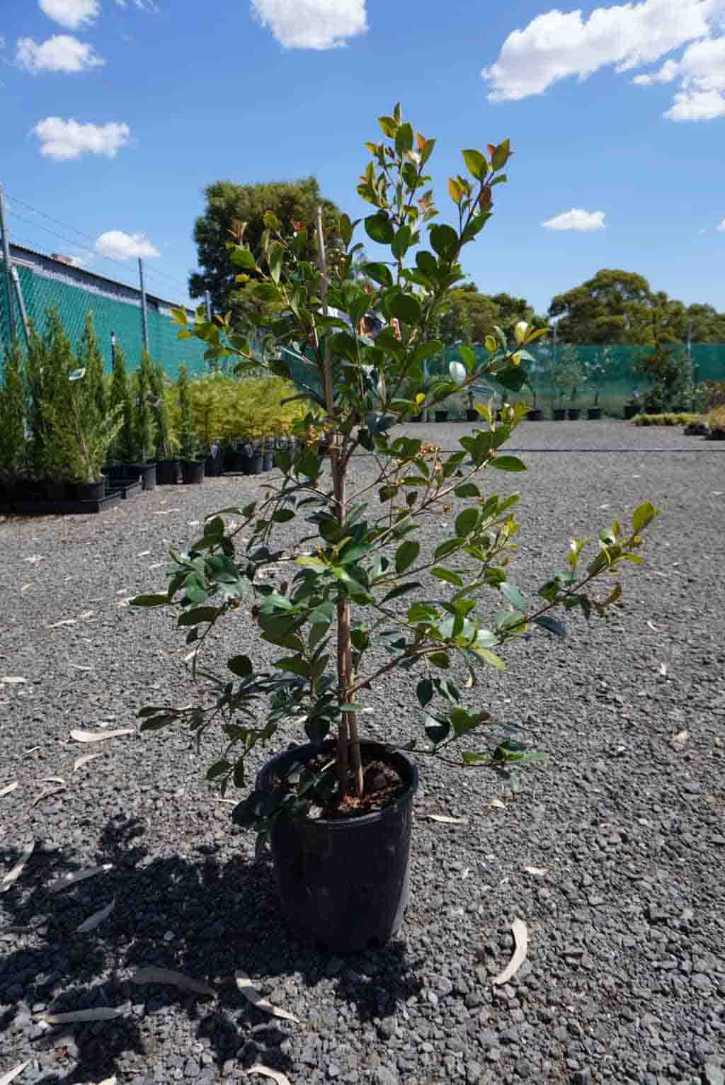 Young Syzygium Australia 'Big Red' Lilly Pilly in black pot at nursery, showing glossy green leaves with reddish new growth