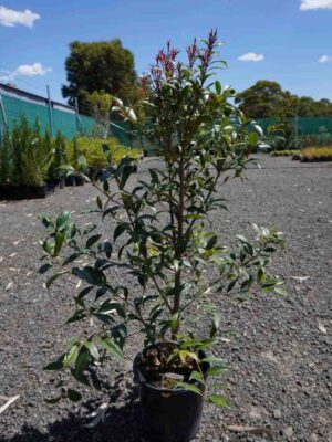 Syzygium australe Select Form Lilly Pilly in a 250mm pot showing bronze-red new growth and glossy green foliage