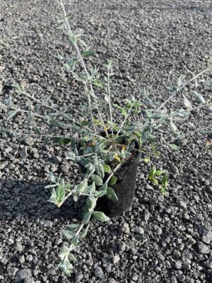 Teucrium fruticans Blue Germander in a 140mm pot, showing grey-green foliage and upright growth habit