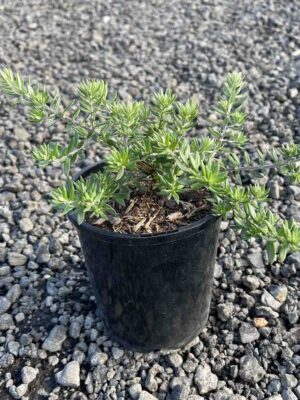 Westringia fruticosa Coastal Rosemary in a black pot showing grey-green foliage, sitting on gravel surface