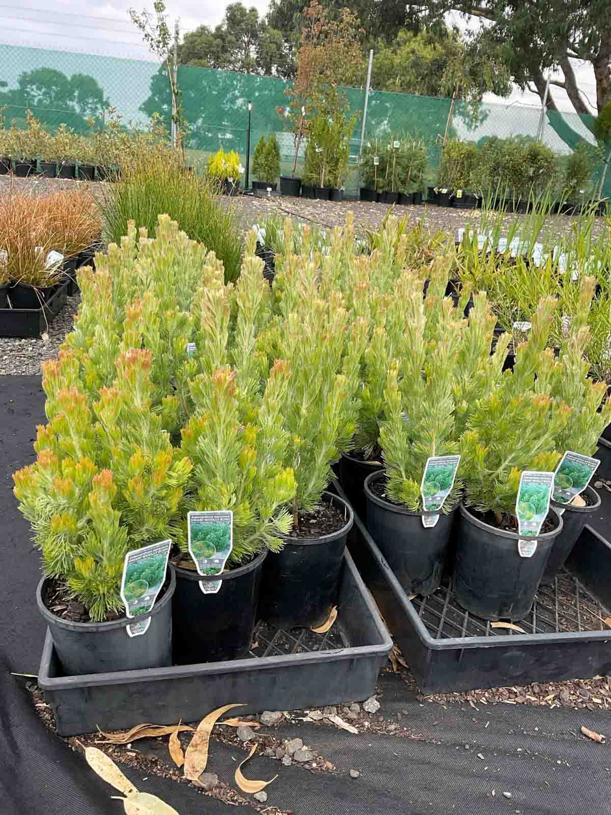 Woolly Bush Adenanthos sericeus plants in black pots showing dense silvery-green needle-like foliage at a nursery
