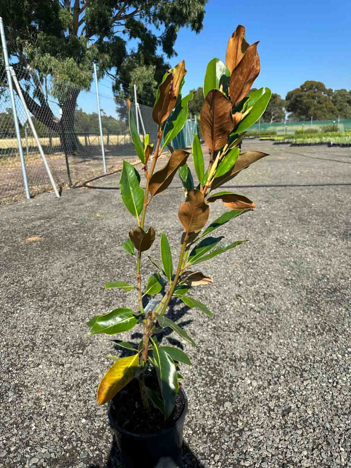 Magnolia grandiflora Little Gem in a black pot, showing glossy green leaves with brown undersides at 25cm height