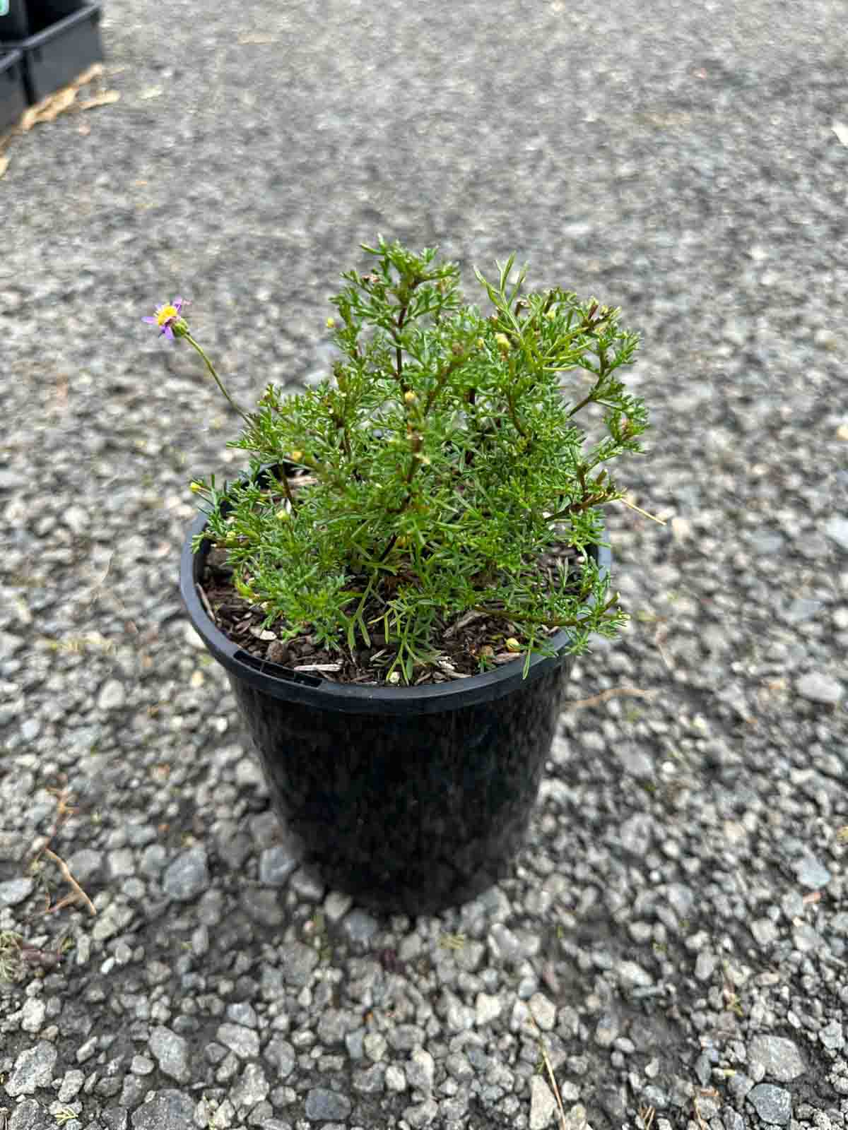 Brachyscome multifida Break O Day in a black pot showing fine green foliage with a small purple daisy flower