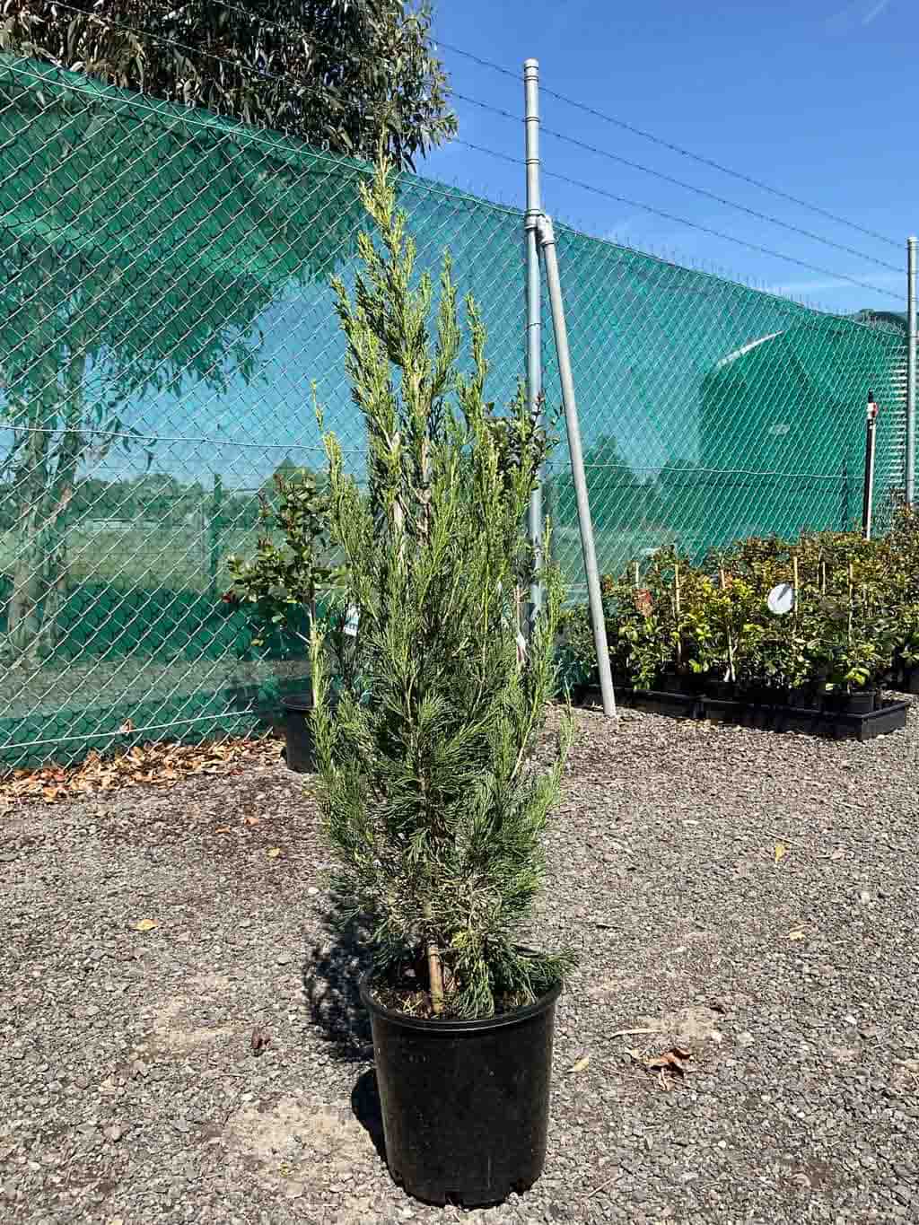 Juniperus chinensis Spartan in a black pot at nursery, showing upright columnar growth habit with dense emerald green foliage